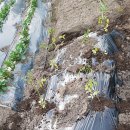 옥과농약사 이미지