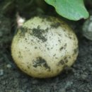 산모랭이풀내음 이미지