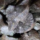 성환 행정사 사무소 이미지