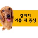 강아지가 아플 때 증상 이미지