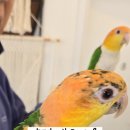 앵무타운 이미지