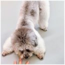 마마스미독펜트하우스 광주애견유치원&애견호텔 본점 | 광주애견호텔 마마스미독펜트하우스 광주애견유치원&amp;애견호텔 본점 믿고 맡긴 찐 후기