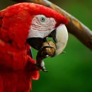 앵무새 이미지