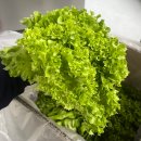 채소 | 유러피안 샐러드 채소 내돈내산 후기｜다이어트 식단용 샐러드 야채 추천 (신선도 솔직 리뷰)