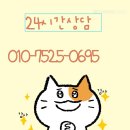 실버캣 | 은평구고양이분양 캣스토리에서 만난 아메숏 몽이