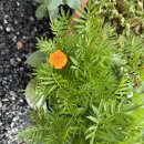 마음애고향 이미지