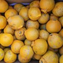 한라봉브로콜리 이미지