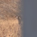 하천(갑천4) 이미지