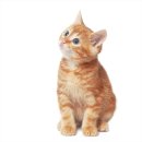 더오래 동물병원 이미지