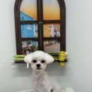 홀리몰리살롱 이미지