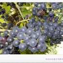 대봉농촌체험휴양마을 이미지