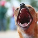 올바른펫 이미지