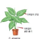 공기 정화 식물 23 - 포름알데히드 제거능력 최고! ‘디펜바키아’ 이미지