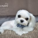 제니엔 코코 펫 이미지