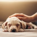 조은켄넬 이미지