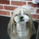 얌얌 이미지