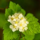 국수나무 이미지