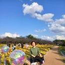 드림파크 국화꽃축제~~ 이미지