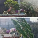 남해조경농원 이미지