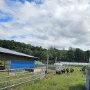 햇살 염소농장 이미지