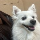 9살 스피츠 슬개골탈구수술 후기 f.노견수술