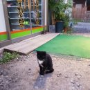 싸이숯불닭갈비 이미지