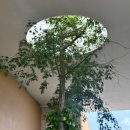 스윗바디 | 허니문 칸쿤 스칼렛 아르떼 스윗가든 룸 후기 (뮤지카 동 4667호)