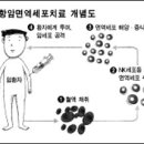 항암 면역세포 치료 : 이뮨셀 이미지