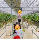 다은농장 | 제한 시간 없는 대구근교딸기체험 고령 다은딸기농원 무료 어묵 아이스크림까지