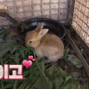 헬릭스동물메디컬센터 이미지