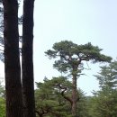 금강송민박 이미지