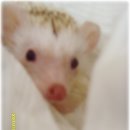 쁘띠샤방 이미지