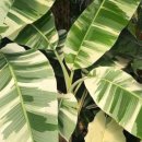 (주)바나나10 이미지