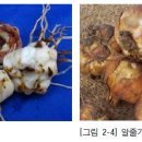 나리수선 이미지