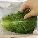 로메인 Daum카페