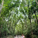 아이메이드안경컨택트 | [보홀 여행] 보자무싸 랜드투어A (맨메이드 포레스트, 안경원숭이, 초콜릿힐) 후기 2