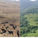 도암흑염소 이미지