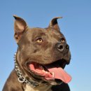 도담동물의료센터동물병원 이미지