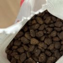 베스트 캣 이미지