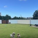 호야별 애견유치원 이미지