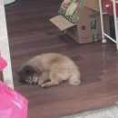 분당-282 이미지