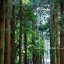 대한다원 이미지