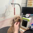 마이뷰티독 이마트 월계점 이미지