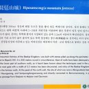 비파산성 Daum카페
