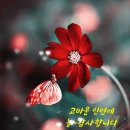 Ёлка-Прованс / Shape of My Heart (피아노) / Don't Stop / Bella Donna 이미지