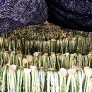 몽실이네 이미지