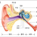 어지럼증..귀 때문이다 이미지