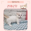 헬로펫 효자점 이미지