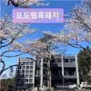 포도원흑돼지 | 제주도 흑돼지 삼겹 목살 맛집 ! 포도원흑돼지 제주도 흑돼지 맛집 추천