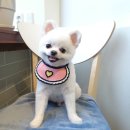 나보다 예쁘개 이미지